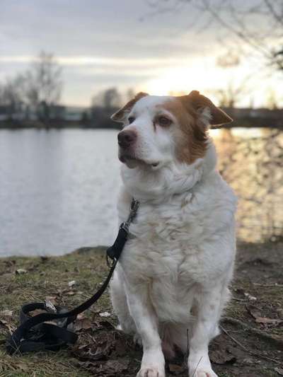 Die Dogorama Kalender Challenge Teil 3/4-Beitrag-Bild