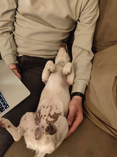 Wo sind die Jack und Parson Russell Terrier?-Beitrag-Bild