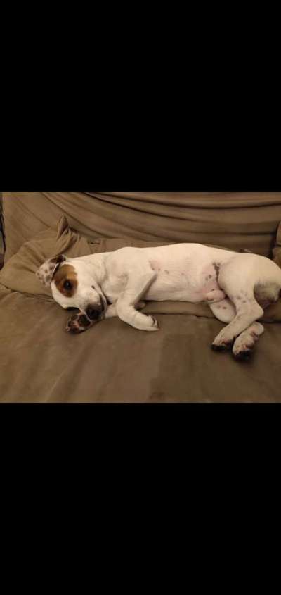Wo sind die Jack und Parson Russell Terrier?-Beitrag-Bild