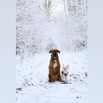 Hundetreffen-Gassi Tour-Bild