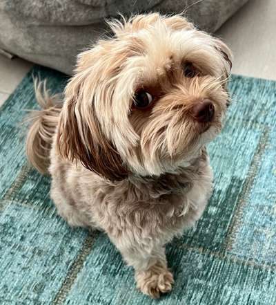 Hundetreffen-Gassi und Spielen mit Mini-Bild