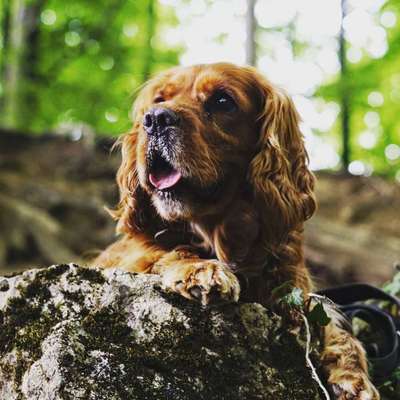 Dogorama Photo Challenge - Märchenwald-Beitrag-Bild