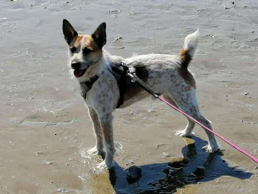 Australian Cattle Dogs-Beitrag-Bild