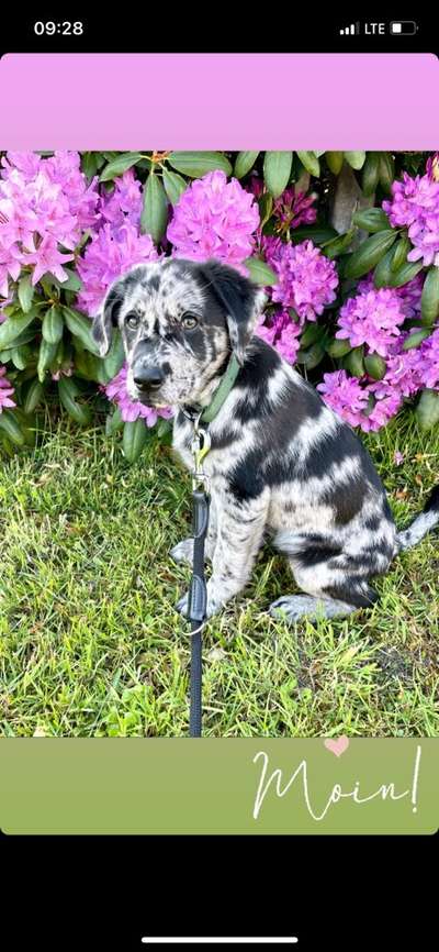 Die Dogorama Monats Challenge "Es grünt und blüht"-Beitrag-Bild