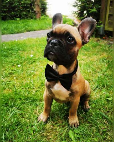 Die Dogorama Kalender Challenge Titelbild-Beitrag-Bild