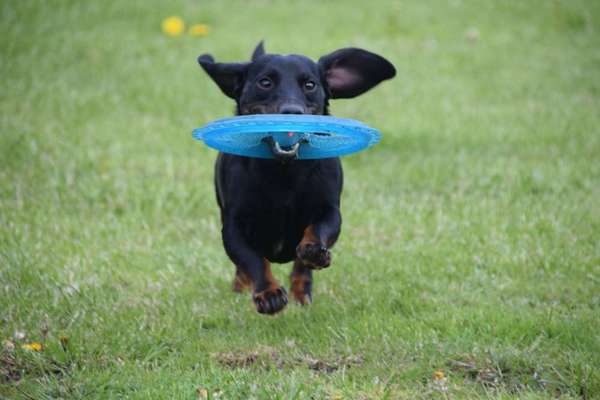 Zeig dein Hund mit seinem Lieblingsspielzeug-Beitrag-Bild