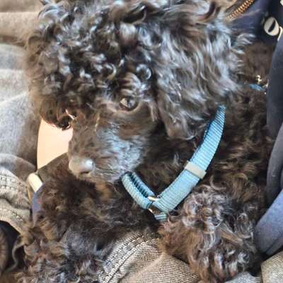 Hundetreffen-Suchen netten Spielgefährten für Kuma-Bild