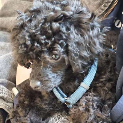 Hundetreffen-Suchen netten Spielgefährten für Kuma