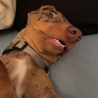 Hundetreffen-Gassi und/oder Spieltreffen-Bild