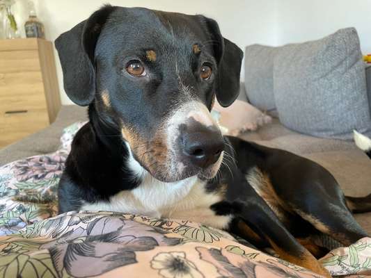 Berner Sennen-Beitrag-Bild