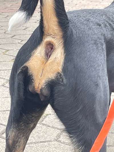 Geschwulst Vulva-Beitrag-Bild