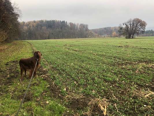 Hundeauslaufgebiet-Anif-Morzg-Bild