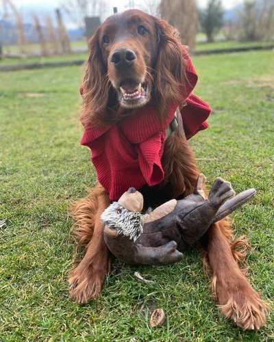 Englisch Setter?-Beitrag-Bild