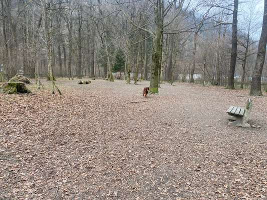 Hundeauslaufgebiet-Hundewiese Hallein-Bild