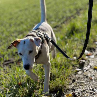 Hundetreffen-Treffen um gemeinsam Spazieren zu gehen-Bild