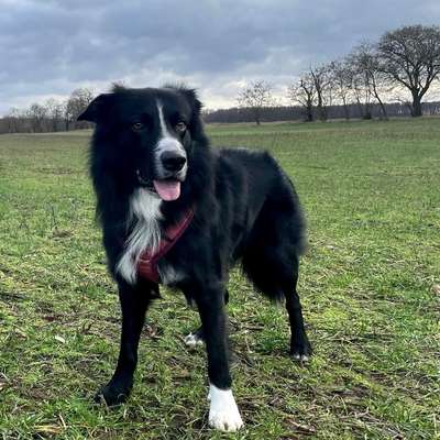 Hundetreffen-Social Walk - kennenlernen und regelmäßig..?-Bild