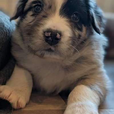 Hundetreffen-Welpentreffen-Bild