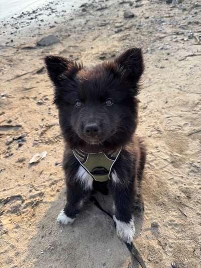 Hundetreffen-Welpentreffen / Spazieren / Hundekontakt-Bild