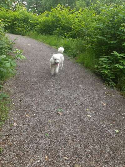 Alles rund um den Pudel-Beitrag-Bild