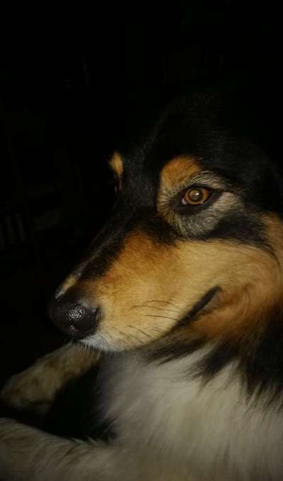 Hunde Porträt (Portrait) Galerie....-Beitrag-Bild