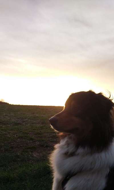 Hunde Porträt (Portrait) Galerie....-Beitrag-Bild