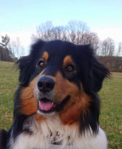 Hunde Porträt (Portrait) Galerie....-Beitrag-Bild