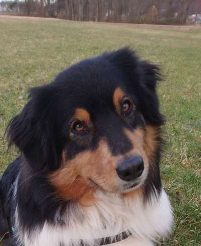 Hunde Porträt (Portrait) Galerie....-Beitrag-Bild