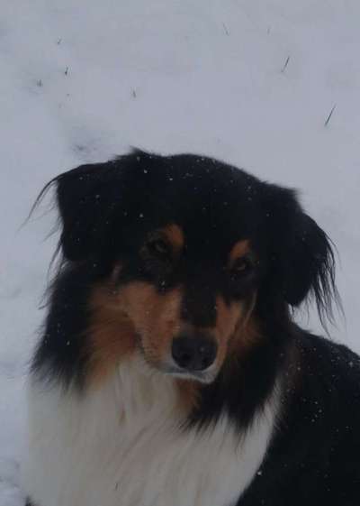 Hunde Porträt (Portrait) Galerie....-Beitrag-Bild