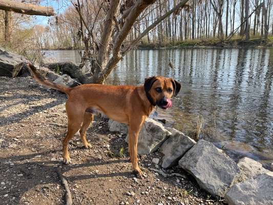 Dogorama-Monats-Challenge-Mai "Wasser"-Beitrag-Bild