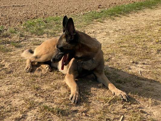 Malinois-Beitrag-Bild