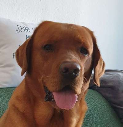 Dogorama Photo Challenge - Portrait-Beitrag-Bild