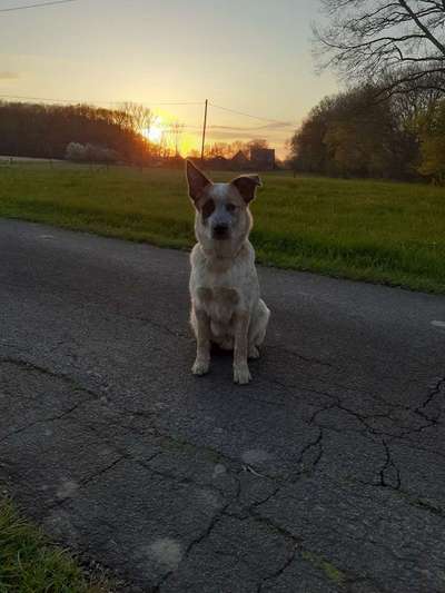 Zeigt mal die schönsten Bilder von euren Hunden !-Beitrag-Bild