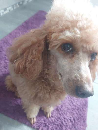 CHALLENGE NR. 19 - Der Hundeblick-Beitrag-Bild