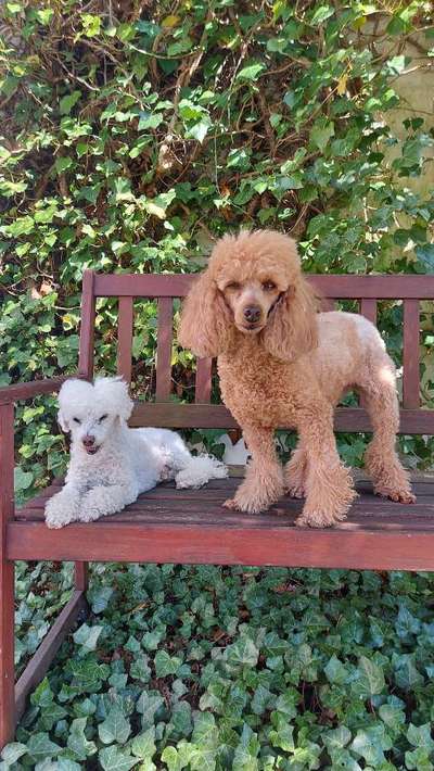 Auslandstierschutz-Beitrag-Bild