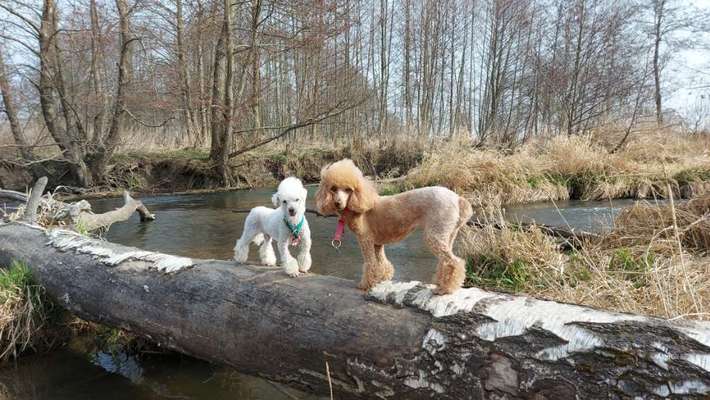 BIG LOVE :) mit 2 Hunden❣️-Beitrag-Bild