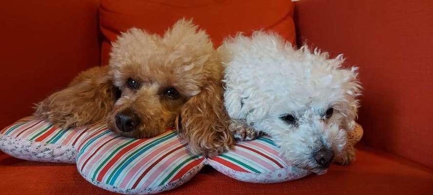 Alles rund um den Pudel-Beitrag-Bild