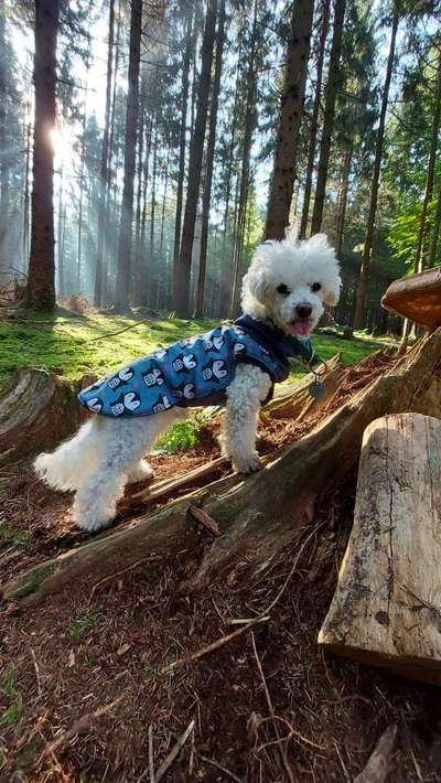 Die Dogorama Kalender Challenge Titelbild-Beitrag-Bild