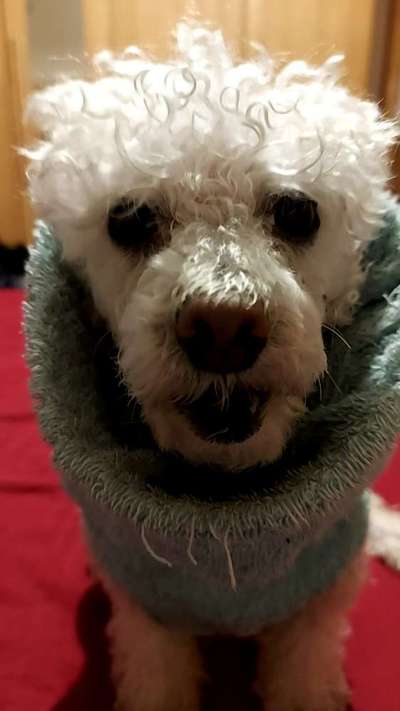 Alles rund um den Pudel-Beitrag-Bild