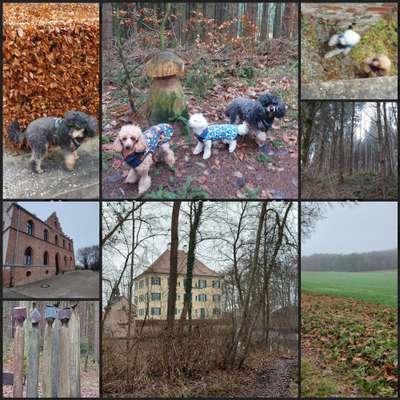 Pudel-Treffen-Beitrag-Bild