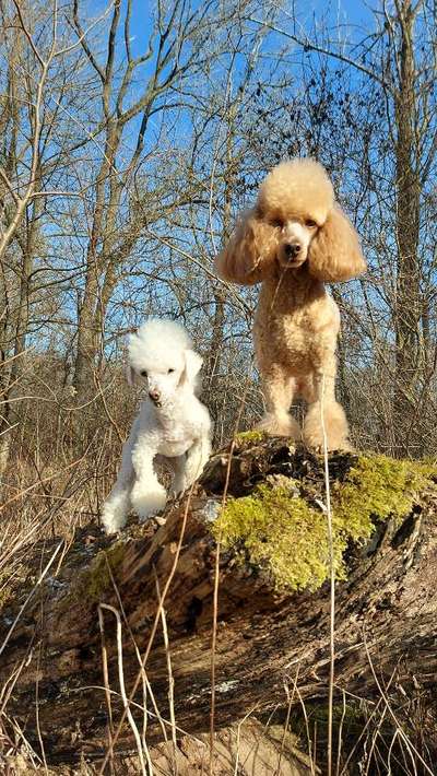 BIG LOVE :) mit 2 Hunden❣️-Beitrag-Bild