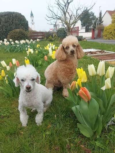 Die Dogorama Kalender Challenge Teil 3/4-Beitrag-Bild