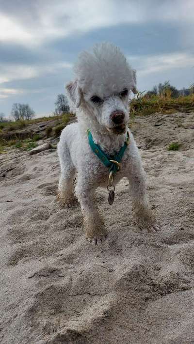 Alles rund um den Pudel-Beitrag-Bild