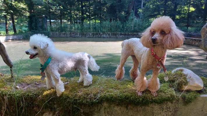 Alles rund um den Pudel-Beitrag-Bild