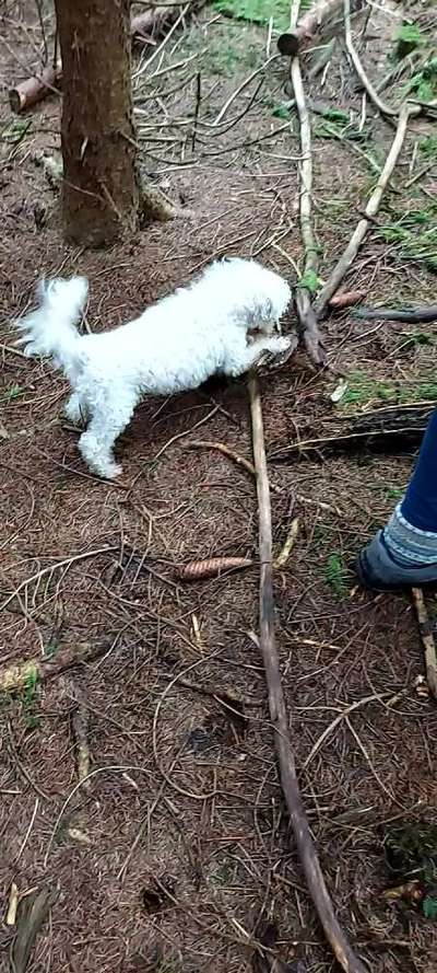 Fotosammlung: ,,Der natürliche Hund" Unbearbeitet, ungestellt und in Natura-Beitrag-Bild
