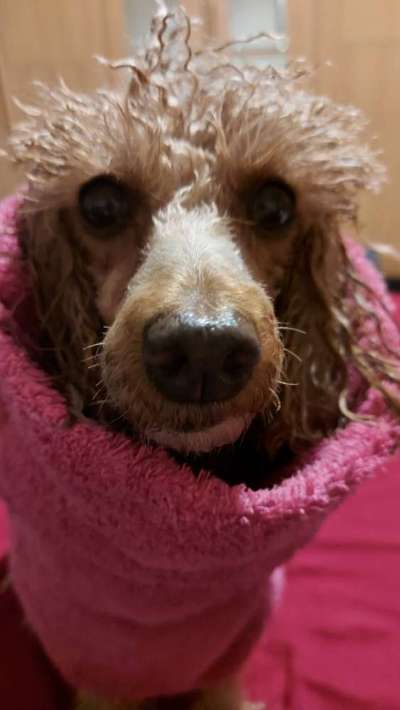 Alles rund um den Pudel-Beitrag-Bild