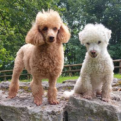 Zeigt her eure Pudel und Pudelmischlinge (:-Beitrag-Bild