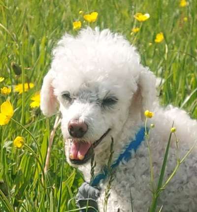 Alles rund um den Pudel-Beitrag-Bild