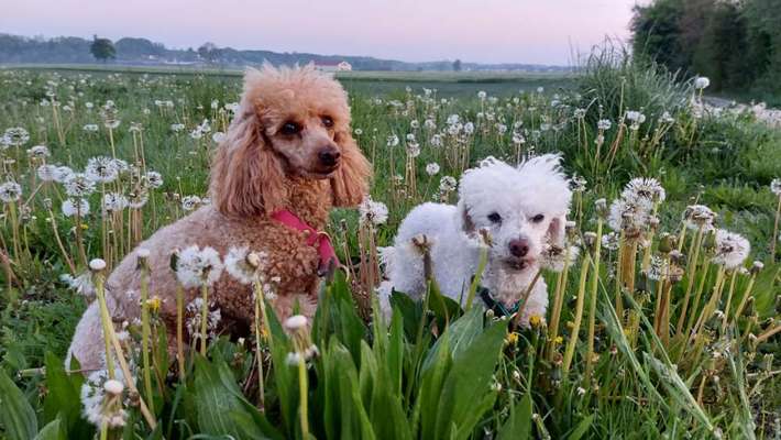 Fotowettbewerb Natur-Beitrag-Bild