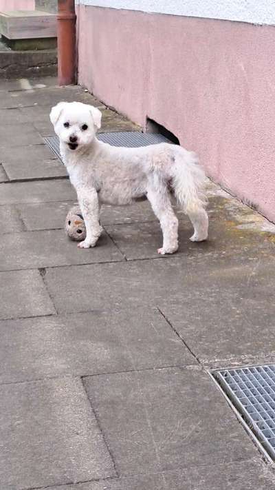 Alles rund um den Pudel-Beitrag-Bild