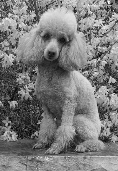 Foto-Challenge 76: Foto in Schwarz-Weiss-Beitrag-Bild